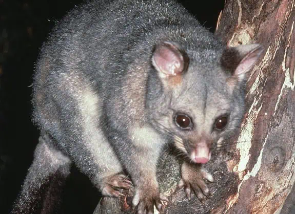 Common Brushtail