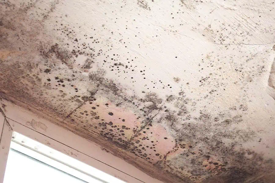 Mold growing on a painted ceiling